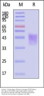 Human / Cynomolgus / Rhesus macaque CD28 Protein, His Tag, active dimer (MALS verified)