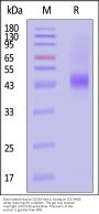 Biotinylated Human CD38 Protein, Avitag™