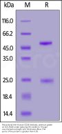 Monoclonal Anti-Human CD28 Antibody, premium grade