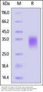 Rat CD28 Protein, His Tag