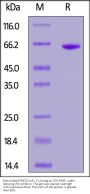 Biotinylated FMC63 scFv, Fc,Avitag™ (MALS verified)
