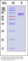 Cynomolgus / Rhesus macaque CD19 (20-292) Protein, Fc Tag (MALS & SPR verified)