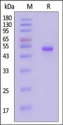 Human CD99 / MIC2 Protein, Llama IgG2b Fc Tag, low Endotoxin (MALS verified)