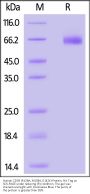 Human CD39 (R138A, M139A, E142K) Protein, His Tag (active enzyme)