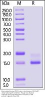 Biotinylated Human CD9 Protein, His,Avitag™