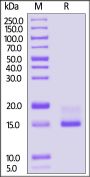 Biotinylated Human CD9 Protein, His,Avitag™