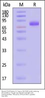 Mouse CD19 Protein, Fc Tag (MALS verified)