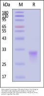 Biotinylated Cynomolgus CD8 alpha / CD8A Protein, His,Avitag™ (MALS verified)
