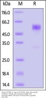 Mouse CD79B Protein, Fc Tag (MALS verified)