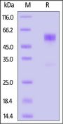 Mouse CD79B Protein, Fc Tag (MALS verified)
