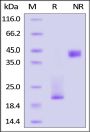Canine CD3 epsilon & CD3 delta Heterodimer Protein, His Tag&Tag Free (MALS verified)