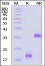 Sus scrofa CD3 epsilon&CD3 delta Heterodimer Protein, His Tag&Tag Free (MALS verified)