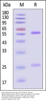 Biotinylated Anti-Human CD3 Antibody, Mouse IgG2a,Avitag™ (Clone: OKT3), premium grade