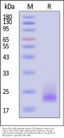 Alexa Fluor™ 488-Labeled Human CD3 epsilon Protein, His Tag