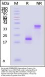 Sus scrofa CD3 epsilon&CD3 gamma Heterodimer Protein, His Tag&Tag Free (MALS verified)