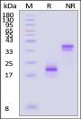 Sus scrofa CD3 epsilon&CD3 gamma Heterodimer Protein, His Tag&Tag Free (MALS verified)