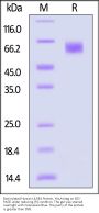 Biotinylated Human LILRB1 / CD85j / ILT2 Protein, His,Avitag™ (MALS verified)