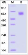 Biotinylated Human LILRB1 / CD85j / ILT2 Protein, His,Avitag™ (MALS verified)