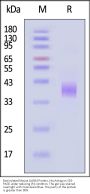Biotinylated Mouse LILRB4 / CD85k / ILT3 Protein, His,Avitag™ (MALS verified)
