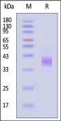 Biotinylated Mouse LILRB4 / CD85k / ILT3 Protein, His,Avitag™ (MALS verified)
