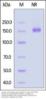 Human CD27 Ligand / CD70 Protein, Llama IgG2b Fc Tag, low endotoxin