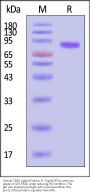 Human CD40 Ligand / TNFSF5 Protein, Fc Tag (N297A), active trimer, premium grade