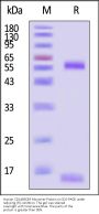 Human CD1d&B2M Monomer Protein (Peptide free, MALS verified)