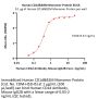 Human CD1d&B2M Monomer Protein (Peptide free, MALS verified)