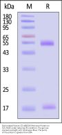 Biotinylated Human CD1d&B2M Monomer Protein (Peptide free, MALS verified)