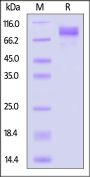 Human CD45RO Protein, His Tag (MALS verified)