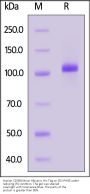 Human CD38&Serum Albumin Protein, His Tag (MALS verified)