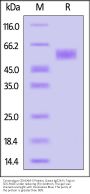 Cynomolgus CEACAM-5 / CD66e Protein, Llama IgG2b Fc Tag, low endotoxin (MALS verified)