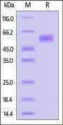 Cynomolgus CEACAM-5 / CD66e Protein, Llama IgG2b Fc Tag, low endotoxin (MALS verified)