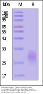 Biotinylated Human CEACAM-5 / CD66e (593-675) Protein, His,Avitag™ (MALS verified)