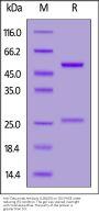 Anti-Cetuximab Antibody (12B1E9) (recommended for PK/PD, MALS verified)