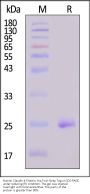Human Claudin-4 Protein, His,Twin-Streptavidin Tag (Detergent)