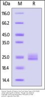 Human Claudin-6 / CLDN6 Full Length Protein, His,Twin-Streptavidin Tag (Nanodisc)