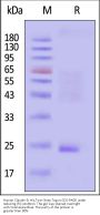 Human Claudin-9 / CLDN9 Protein, His,Twin-Strep Tag (Detergent)