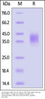 Cynomolgus CLEC12A / MICL / CLL-1 Protein, His Tag