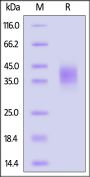 Cynomolgus CLEC12A / MICL / CLL-1 Protein, His Tag