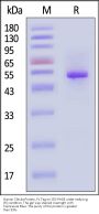 Human Clec4a Protein, Fc Tag (MALS verified)