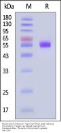 Mouse Clec2e Protein, Fc Tag (MALS verified)
