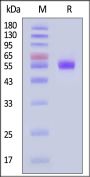 Mouse Clec2e Protein, Fc Tag (MALS verified)