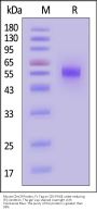 Mouse Clec2f Protein, Fc Tag (MALS verified)