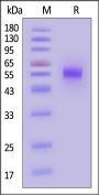 Mouse Clec2f Protein, Fc Tag (MALS verified)