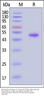 Mouse Clec2h Protein, Fc Tag (MALS verified)