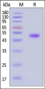 Mouse Clec2h Protein, Fc Tag (MALS verified)