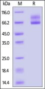 LCMV Glycoprotein C (R262A) Protein, His Tag
