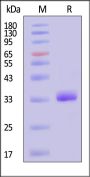 Mouse COL1A1 Protein, His Tag, low endotoxin (MALS verified)