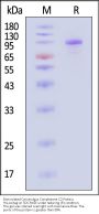 Biotinylated Cynomolgus Complement C2 Protein, His,Avitag™ (active enzyme, MALS verified)